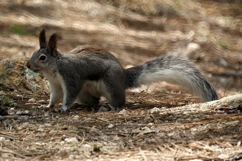 An Abert's squirrel with tall tufted ears standing on the forest floor.