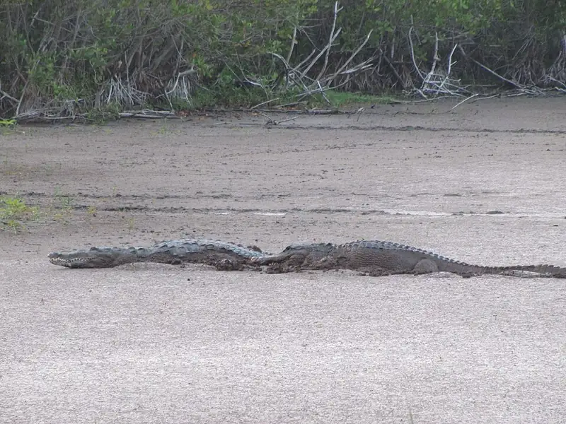 An American alligator and an American crocodile in shallow water near each other.
