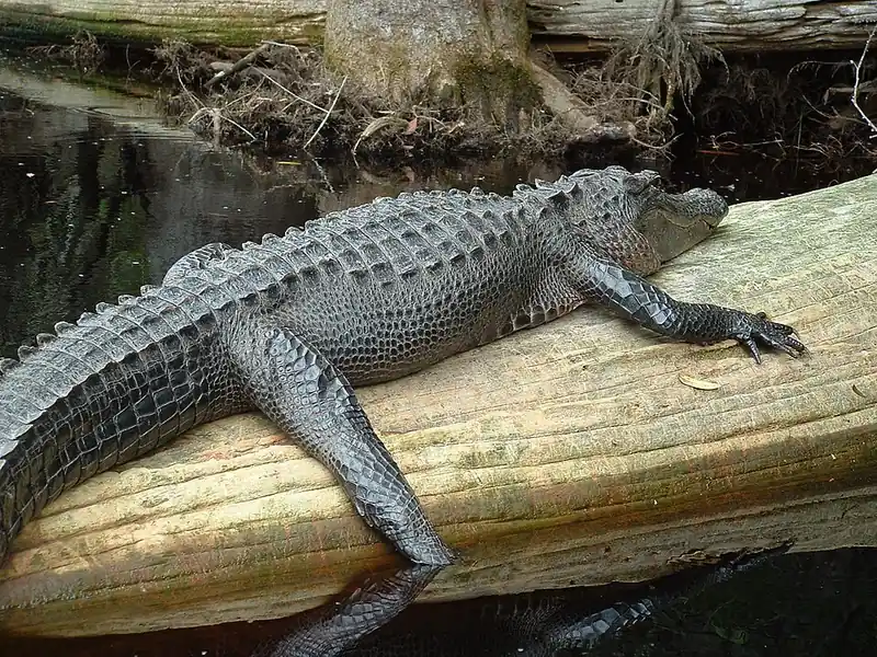 An American alligator resting on a log at the water's edge in a swamp.