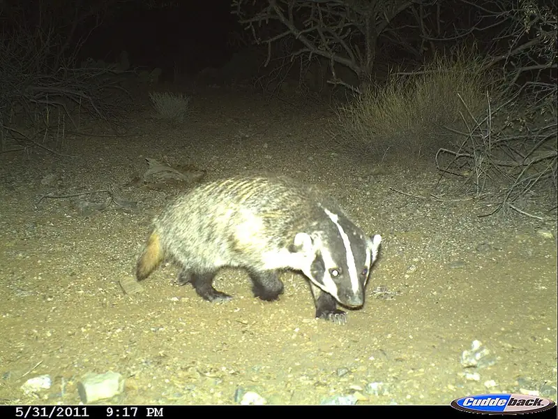 An American badger walking across open ground.