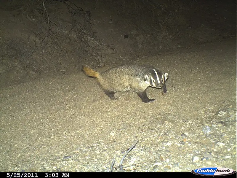 An American badger standing on dirt, showing its white-striped face and low, wide body.
