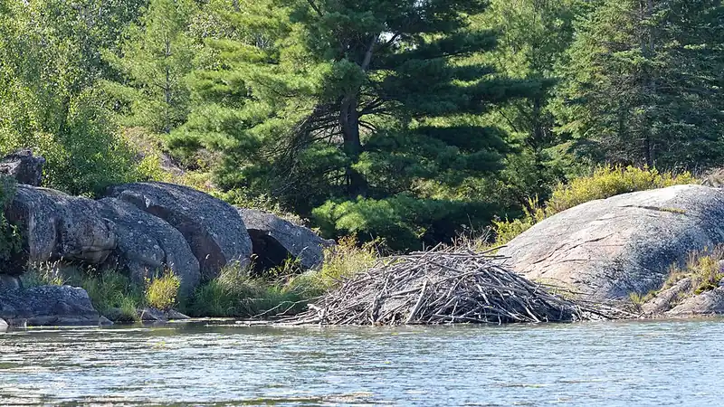 A beaver lodge built from branches and mud on the shore of a lake.