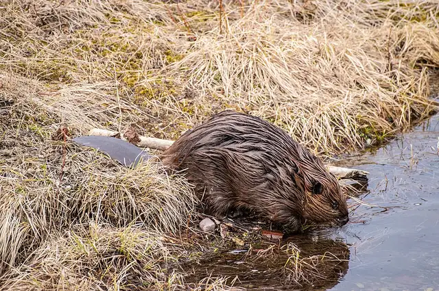 An American beaver swimming, its paddle-shaped tail trailing behind it.