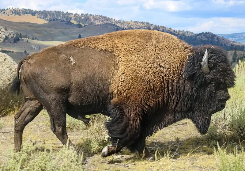An American bison grazing on dry autumn grass in Yellowstone.