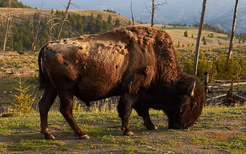 A large male American bison standing on open grassland in Yellowstone.