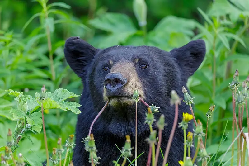An American black bear foraging among low green plants.