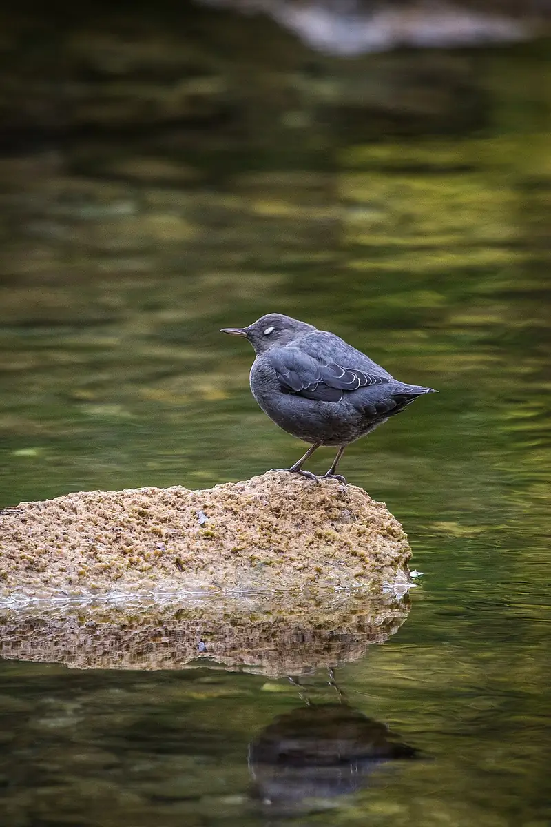 An American dipper perched on a rock at a stream's edge.