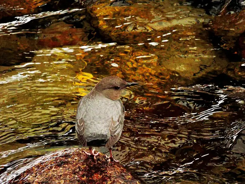 An American dipper, a plain slate-gray songbird, standing on a wet rock beside a mountain stream.