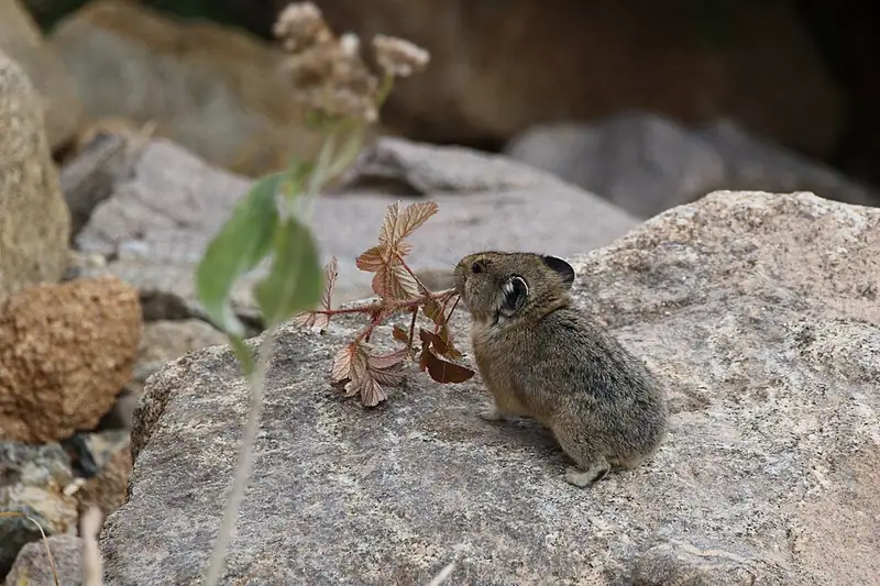 An American pika sitting among rocks in Rocky Mountain National Park.