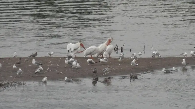 An American white pelican standing at the water's edge, showing its long orange bill and pouch.