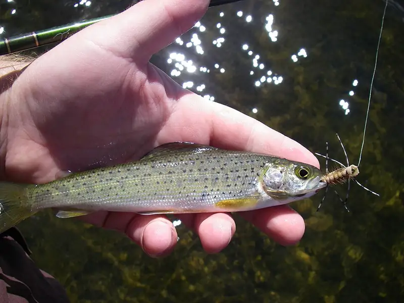 An Arctic grayling near the surface of Grebe Lake in Yellowstone National Park.