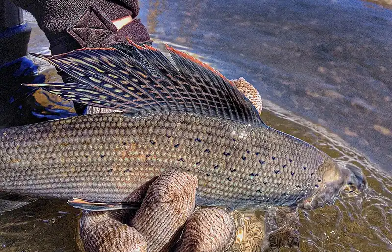 An Arctic grayling held above the water, showing its tall, sail-like dorsal fin fringed with color.