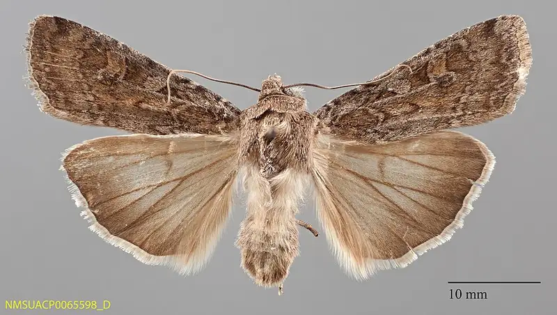 An army cutworm moth specimen viewed from above, showing its full wingspan and markings.