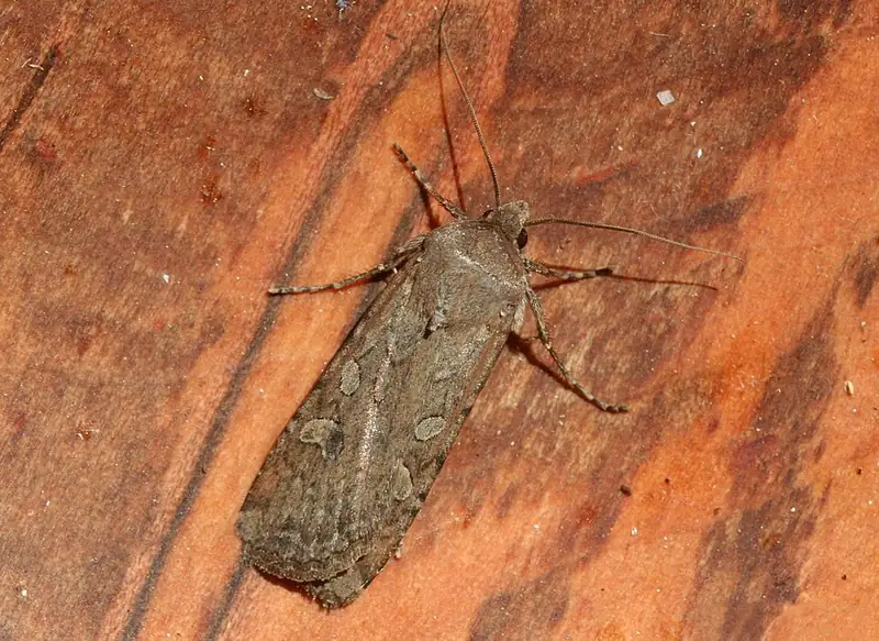 A gray army cutworm moth with folded wings, showing its mottled forewing pattern.