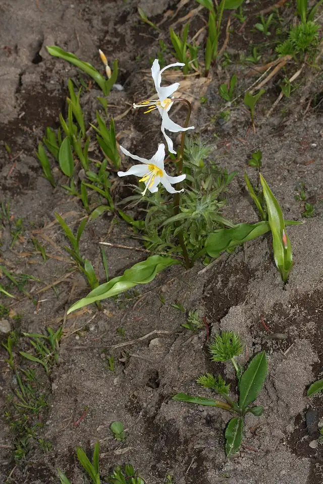 A group of white avalanche lilies blooming in a subalpine meadow.