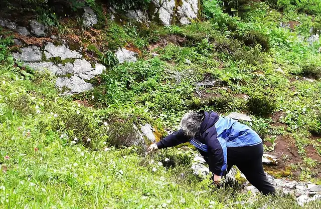 A white avalanche lily with a nodding flower and yellow center in a mountain meadow beside snow.
