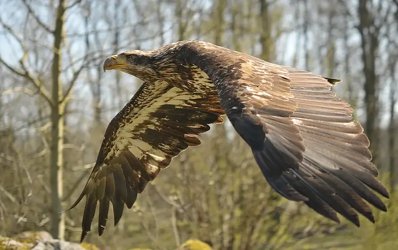 An immature bald eagle in flight, its head and tail still brown, wings spread.