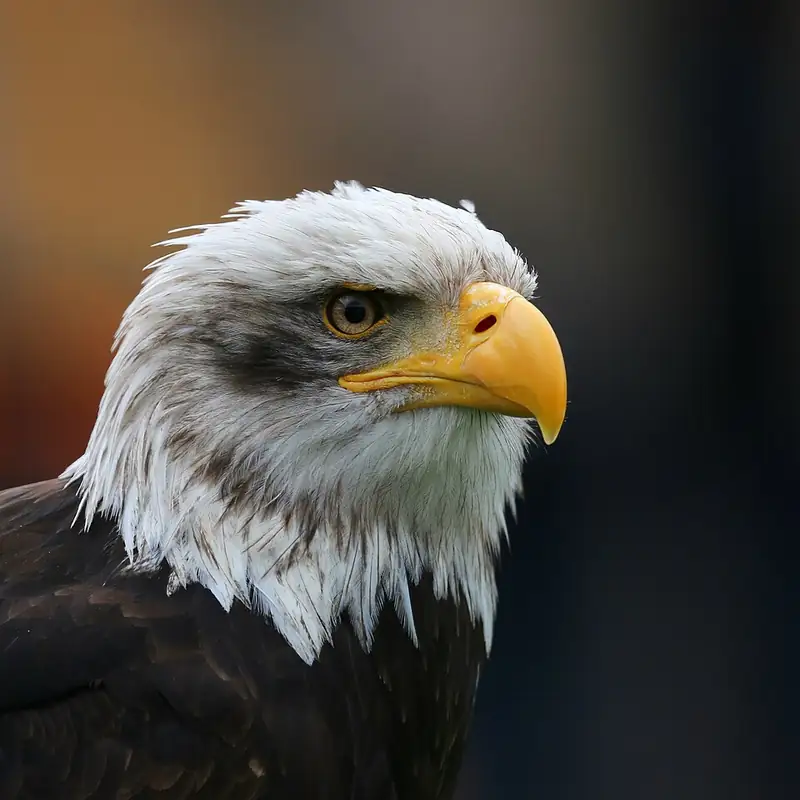 Close view of a bald eagle's white head, yellow hooked beak, and yellow eye.