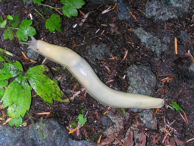 Close view of a Pacific banana slug on the forest floor.
