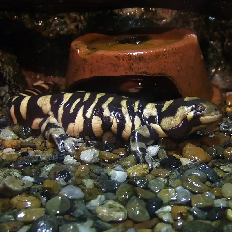 A barred tiger salamander seen from the side, showing its broad head and yellow markings.