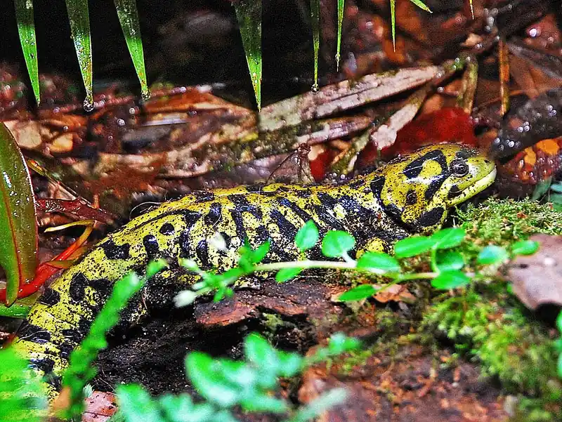 A barred tiger salamander with yellow bars and blotches on a dark body.