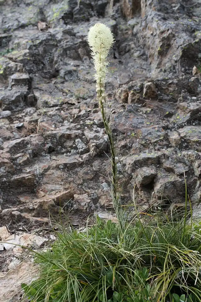 Close view of a beargrass plume made of hundreds of tiny cream-colored flowers.