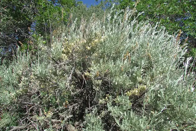A silvery-leaved sagebrush shrub with small yellow-green flower clusters growing at the edge of a tree line.