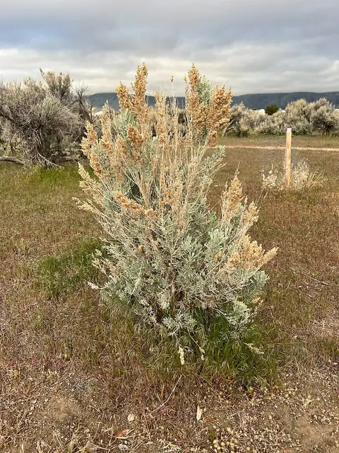 A silvery-green sagebrush shrub with dried tan flower spikes standing in a dry grassland with distant hills.