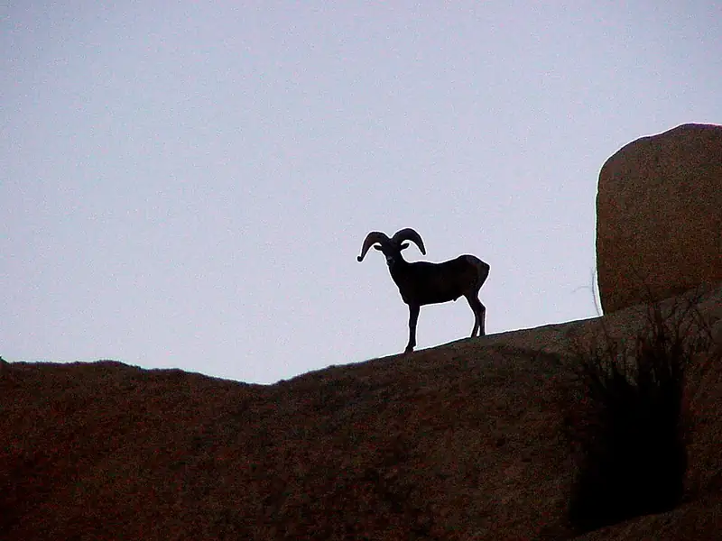 A desert bighorn ram with curled horns standing among desert rocks.