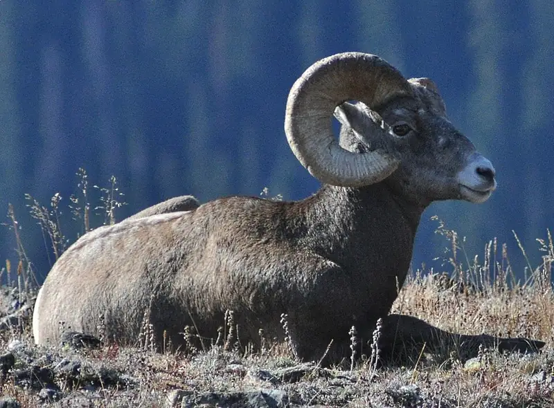 A bighorn sheep ram with large curled horns standing on rocky ground.