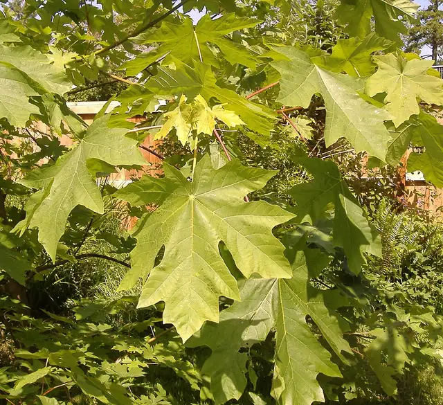 A single large, deeply lobed bigleaf maple leaf held up against the light.