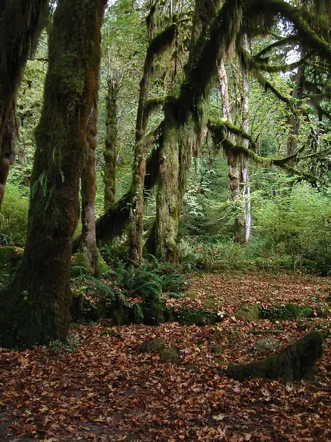 Bigleaf maple trunks thick with hanging moss and ferns in a green rainforest.
