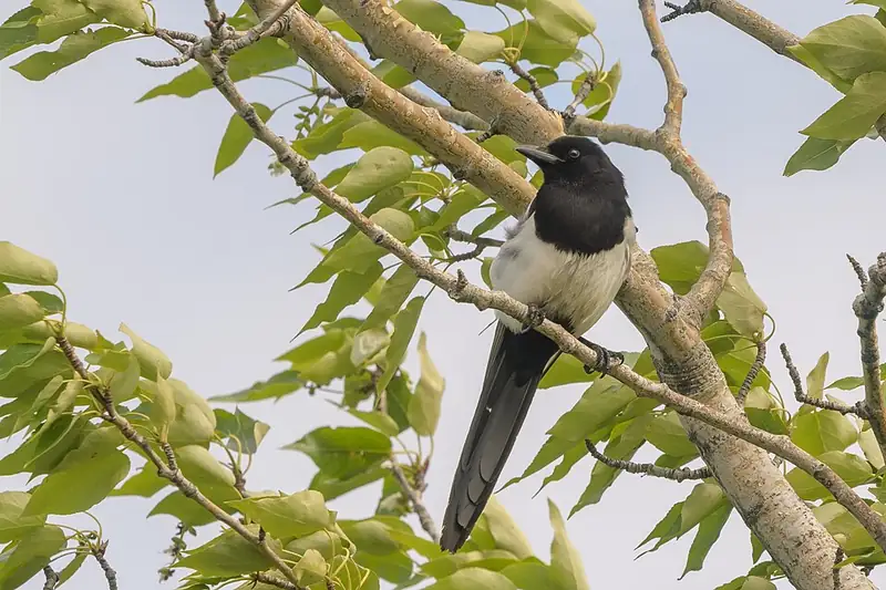 A black-billed magpie perched in a leafy tree, its long black tail hanging below the branch.