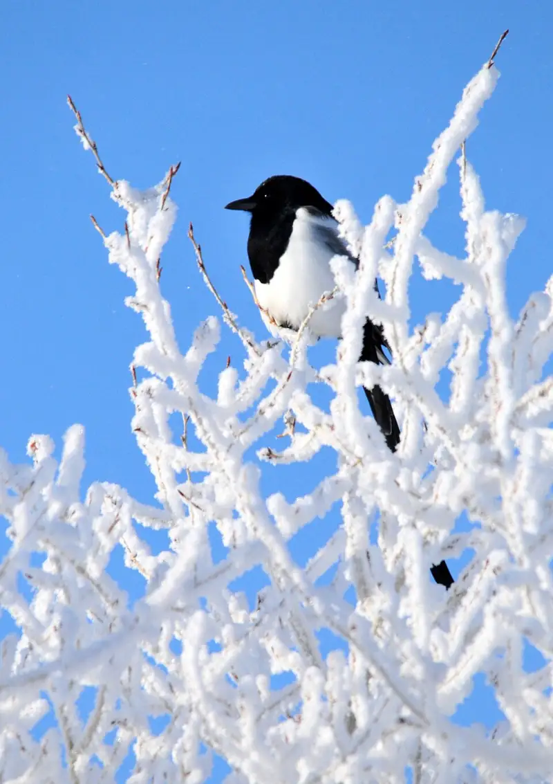 A black-billed magpie perched in frost-covered branches against a clear blue sky, its long black tail hanging below.