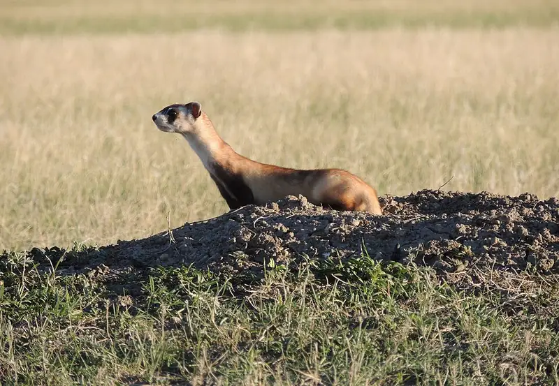 A black-footed ferret exploring the ground just after release into the wild.