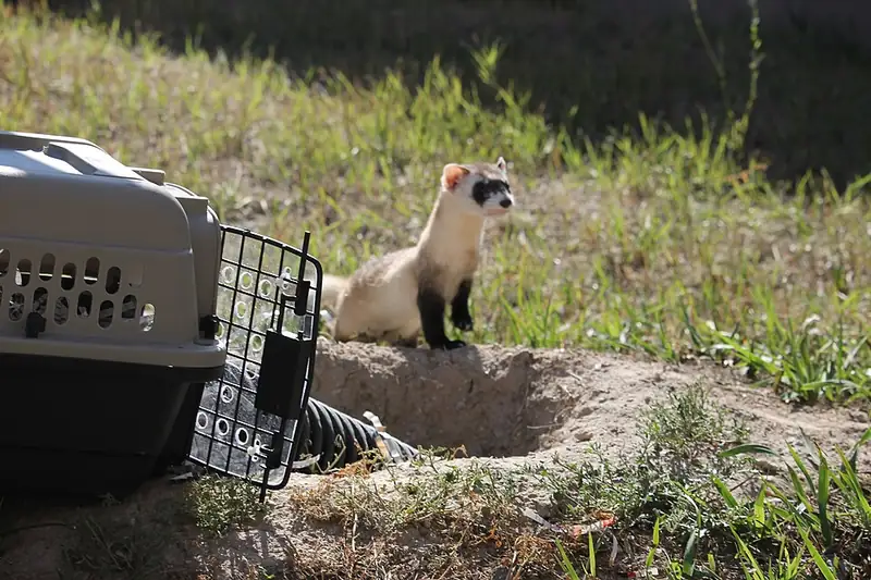 A black-footed ferret peeking out of a burrow entrance, its black facial mask visible.