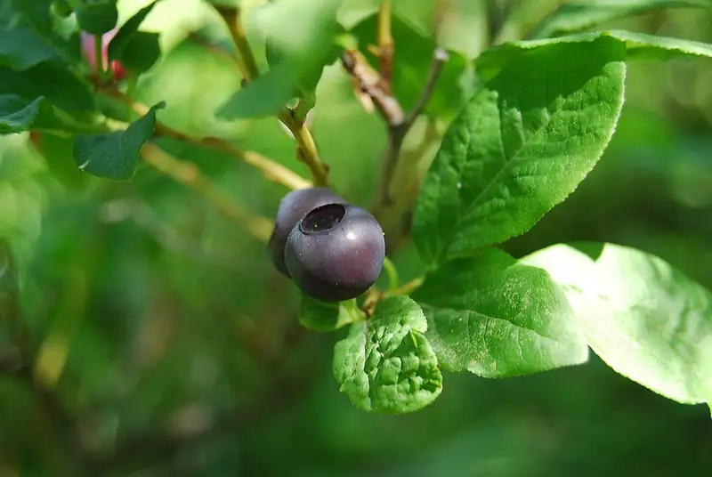A single ripe huckleberry, dark purple and round, hanging from a green leafy twig.