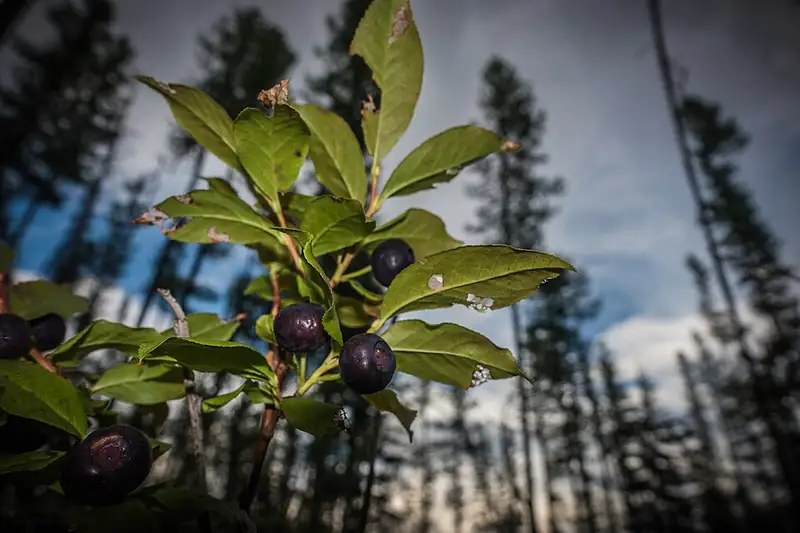 Ripe dark purple huckleberries hanging under green leaves on a slope of standing burned trees.