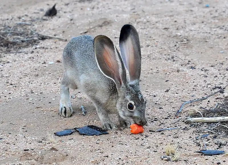 A juvenile black-tailed jackrabbit in the Mojave Desert, sitting upright.