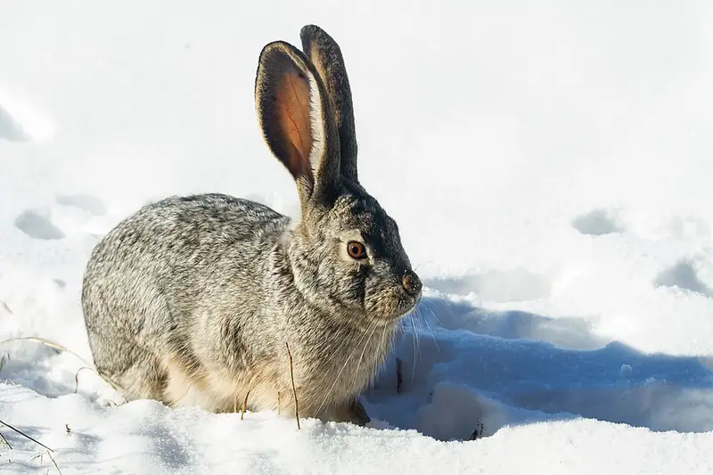 A black-tailed jackrabbit standing alert in snow, its long ears upright.