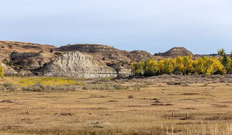 A prairie dog town of bare mounds spread across cropped grassland in Theodore Roosevelt National Park.