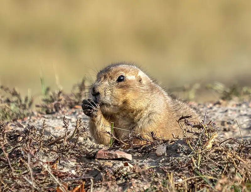 A black-tailed prairie dog at ground level, holding food to its mouth with dark-clawed front paws.