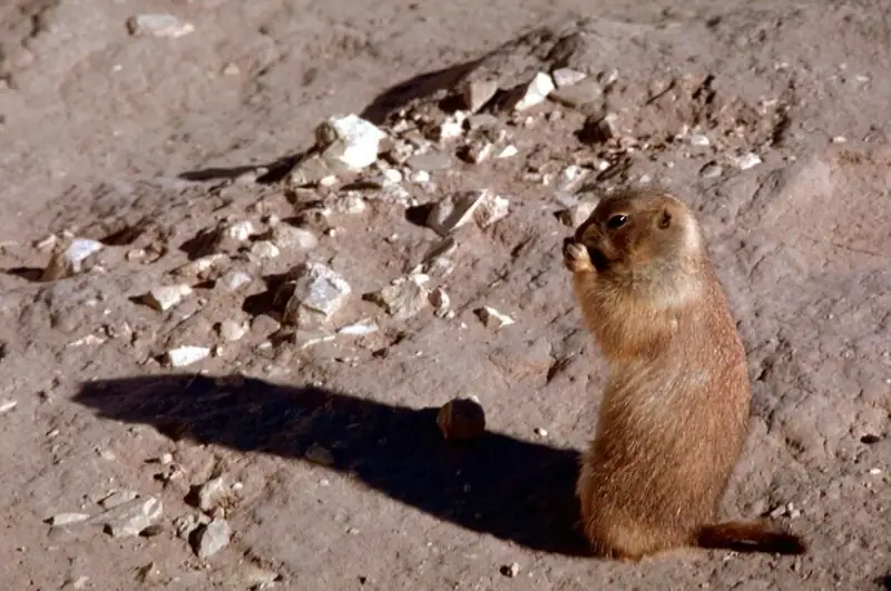 A black-tailed prairie dog standing straight up on its hind legs on bare dirt, front paws raised to its mouth.