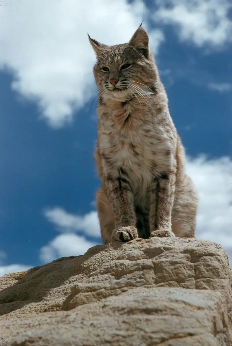 A bobcat sitting upright on a rock, showing its spotted coat and short tail.