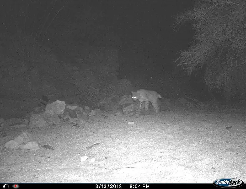 A bobcat photographed by a trail camera at night, its tufted ears and spotted coat visible.