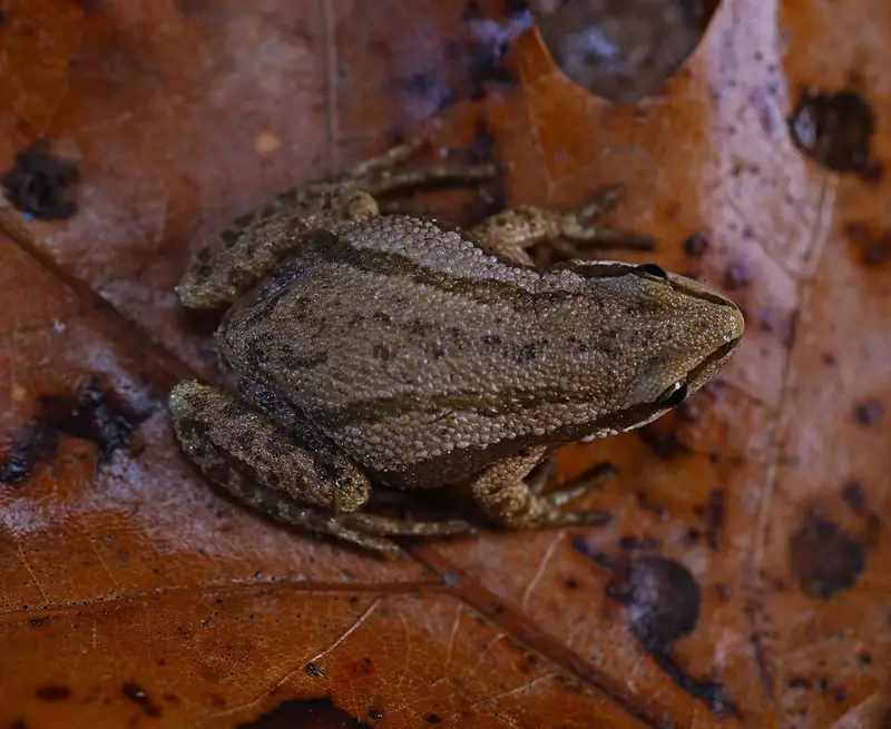 A boreal chorus frog seen close up, showing its striped back and pointed snout.