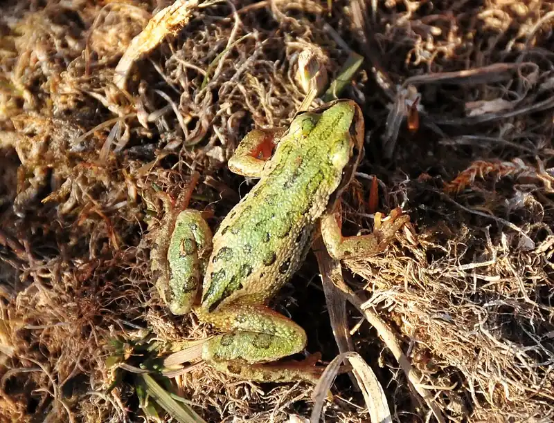 A small tan boreal chorus frog with dark stripes down its back, resting among grass blades.