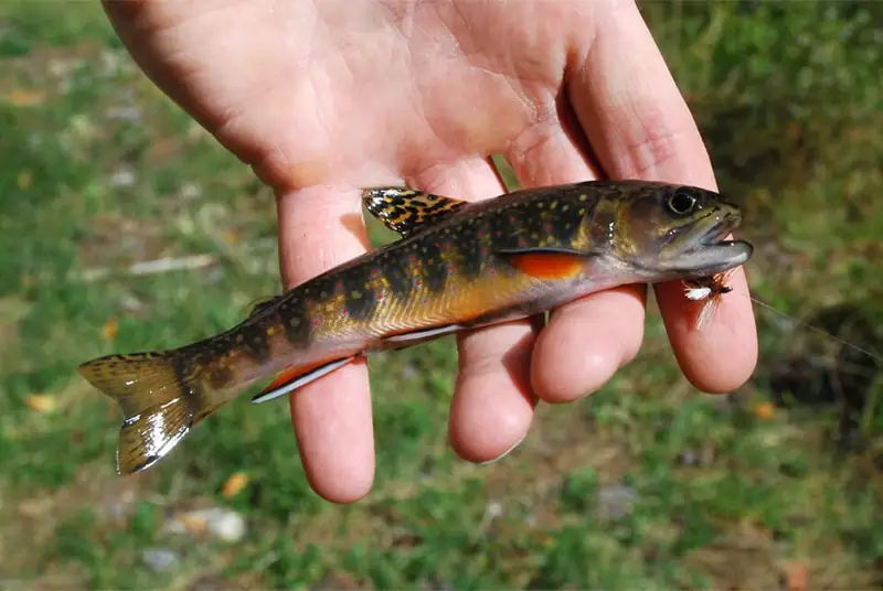 A native brook trout held in a hand, showing red spots ringed in blue.