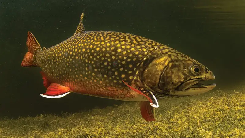 A brook trout swimming in clear water, showing wavy markings on its back and spotted sides.