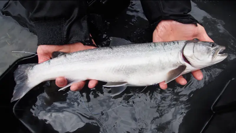 A bull trout from the Elwha River fitted with a small research tag near its dorsal fin.